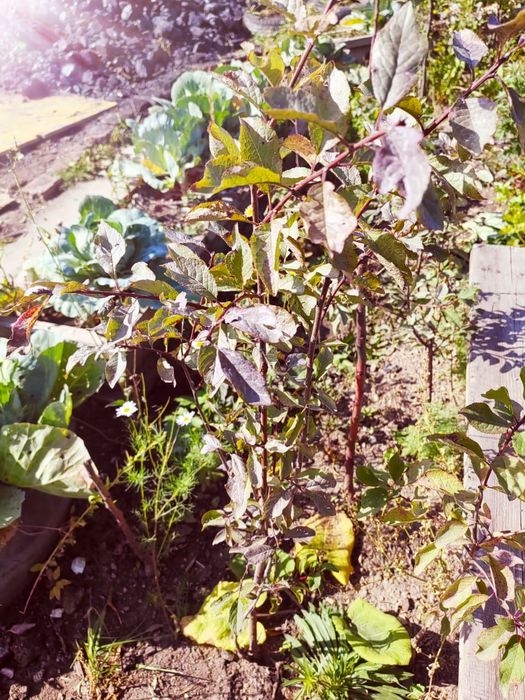 Продам саженцы деревьев икустарников