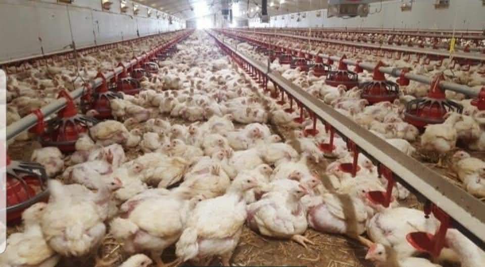 Pui alb de carne ros. 308 si rasa mixta