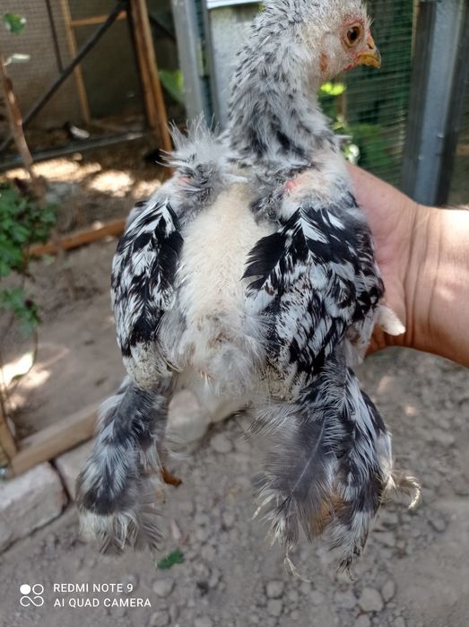 Брама жужалари сотилади.