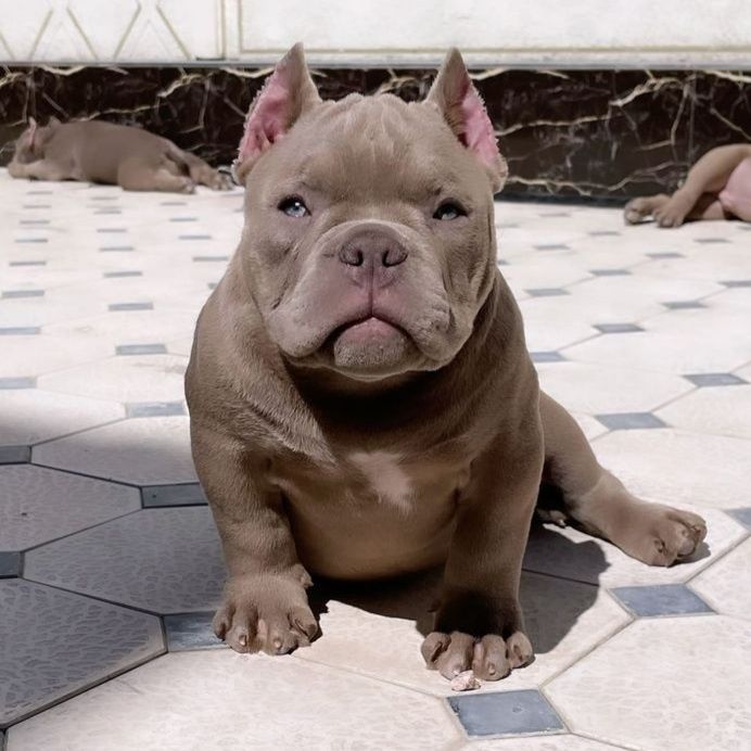 Американские Булли Премиум-класса!