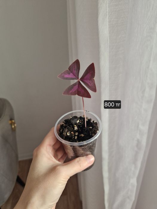 Кислица фиолетовая, оксалис