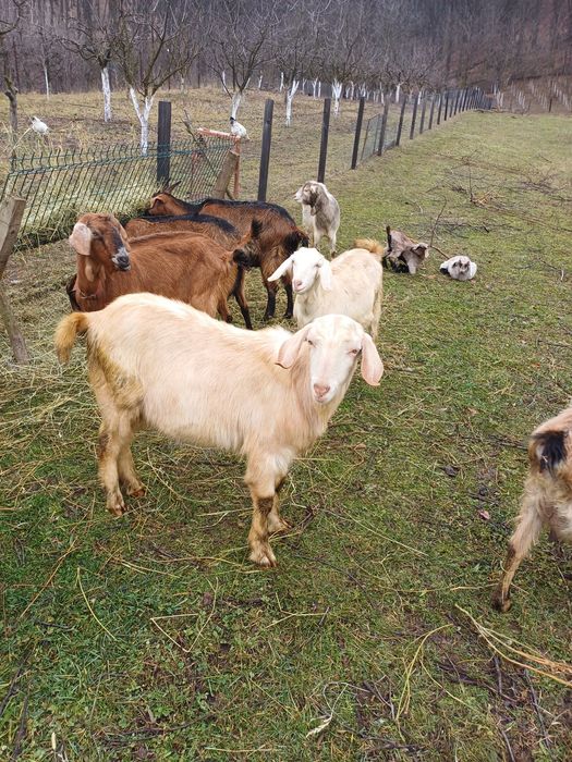 Vind capră cu iada 700 lei