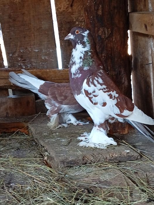 Porumbei de vânzare