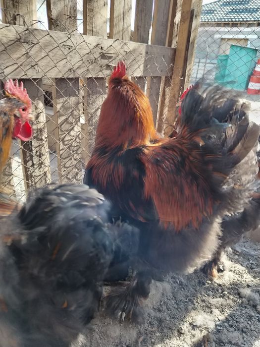 Кохинхин золотоцы