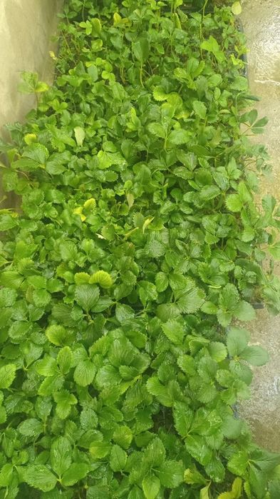 кулпиной клубника