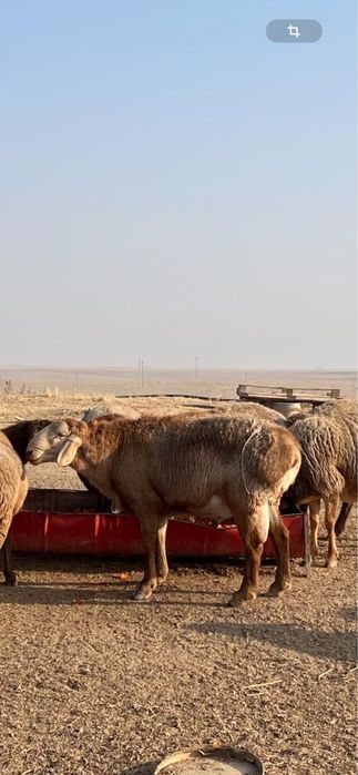 Арашан қошқар сатылымда