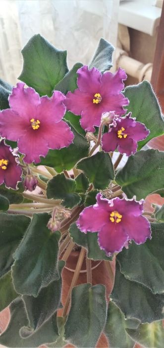Продам фиалки сортовые цветущие