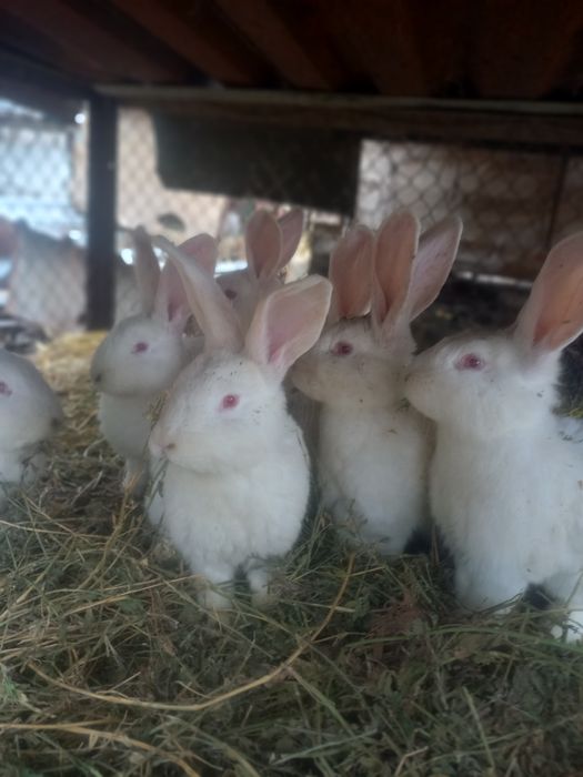 Кролики породы Фландер