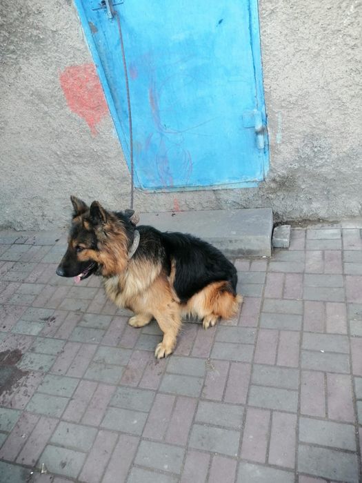 Немецкая овчарка кабель