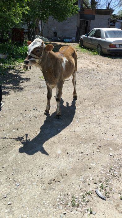 Срочно продам корову с телёнком