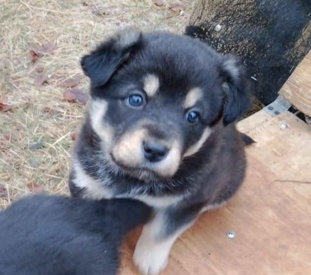 Щенки 2 месяца в добрые руки!