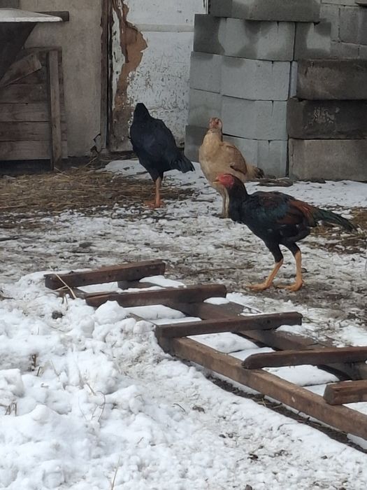 Продам домашних кур и петухов