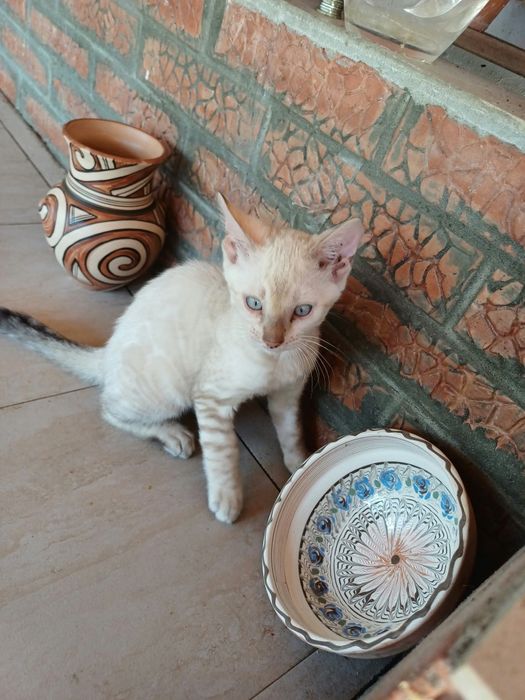 Pui bengal - Felisa Lady Daiana