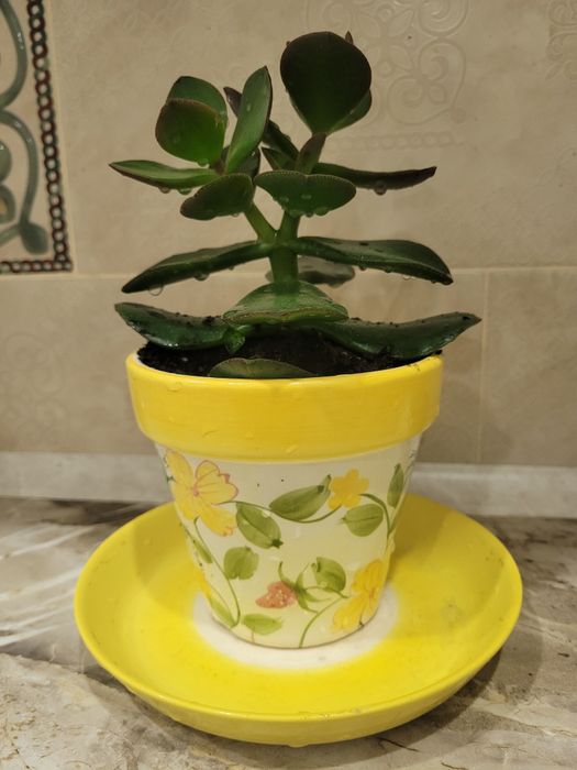 Продам цветок Денежное дерево