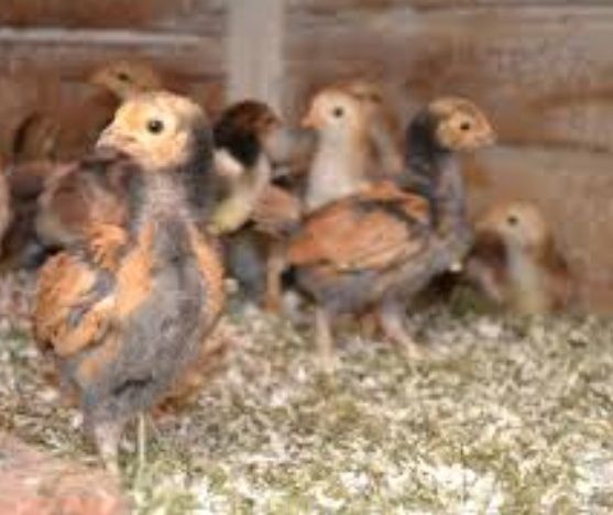 Форверк жужалари