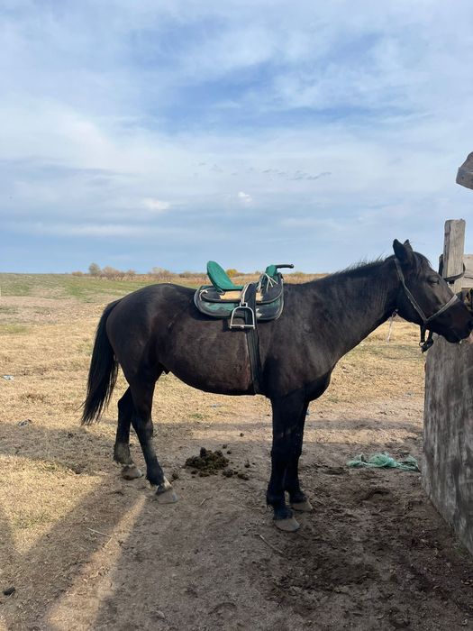 Көкпар айғыр сатылады