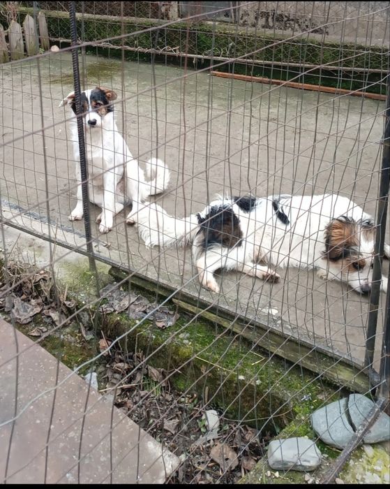 Căței cuminti și jucăuși