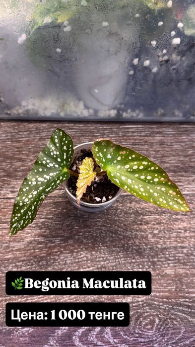 Алоказия Розовый дракон