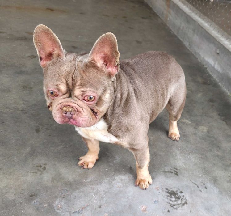 Френски булдог изабела тан