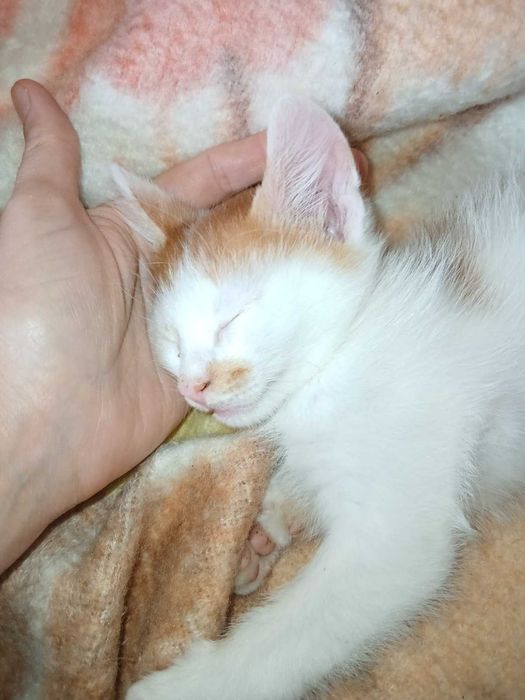 Подарявам котенца