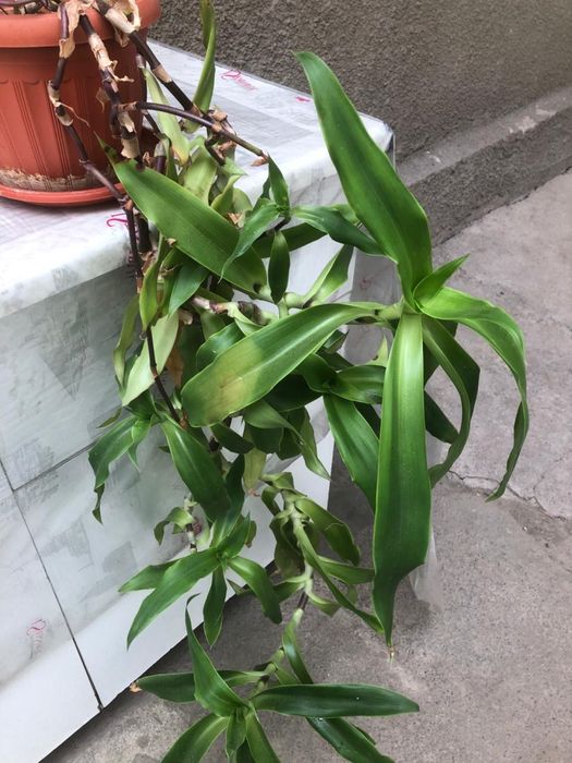 Продам золотой ус!