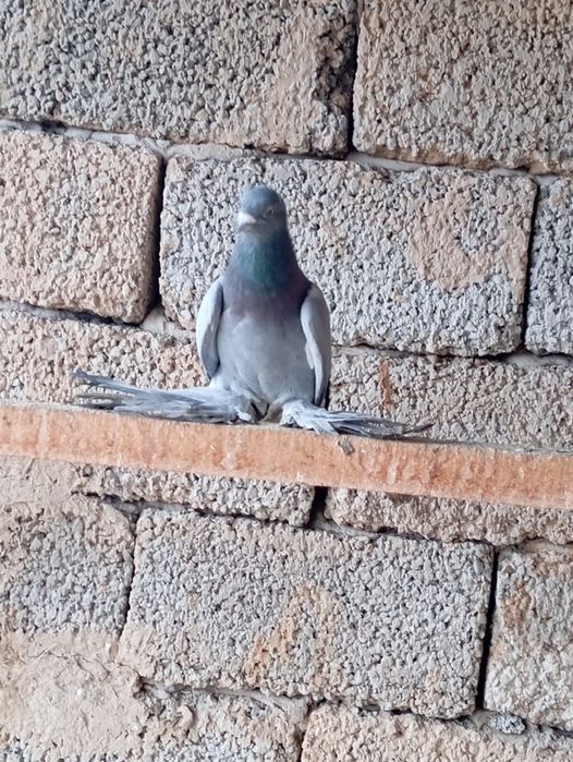 Птицы на продажу