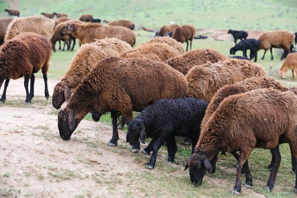 Қой. Семіз қойлар