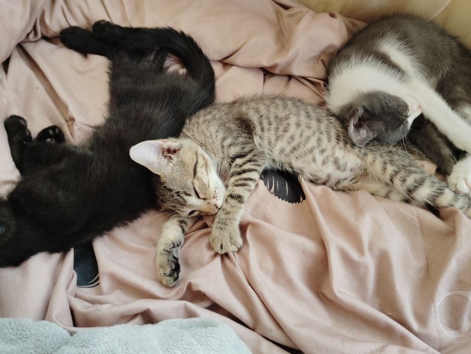 Animale de companie