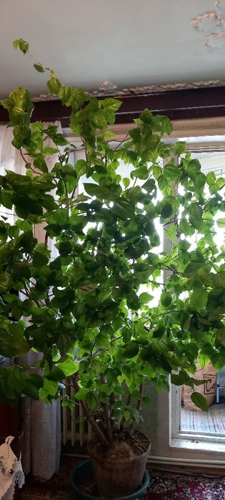 Trandafir japonez foarte mare