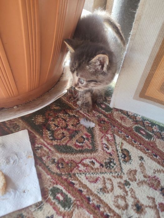 Отдам котят в хорошие руки