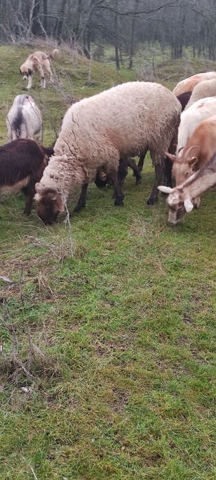 Berbeac de vânzare de prasala