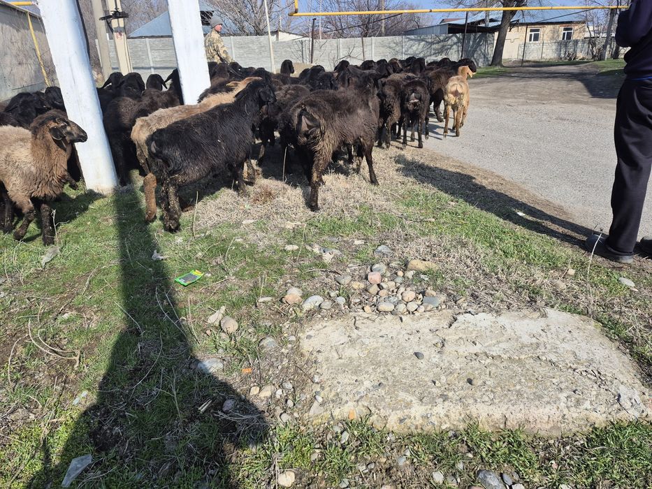 Токты токтылар тоқты токтылар кой қой