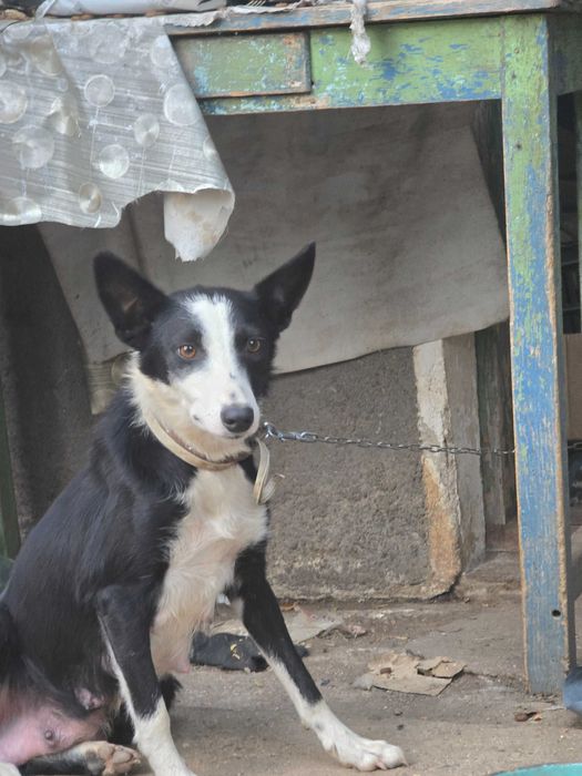 Бордър коли отбити 6 кученца