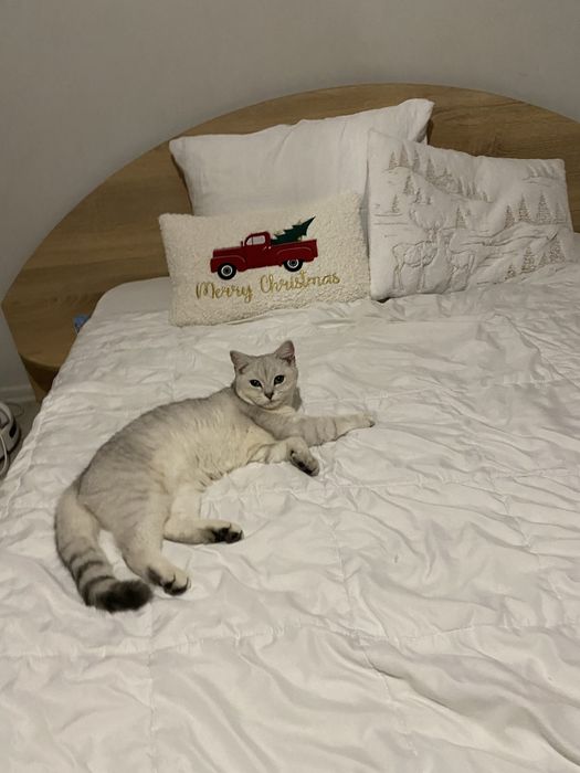 Сребърна късокосместа мъжка чинчило