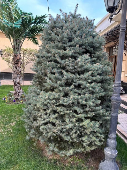 Голубой ель