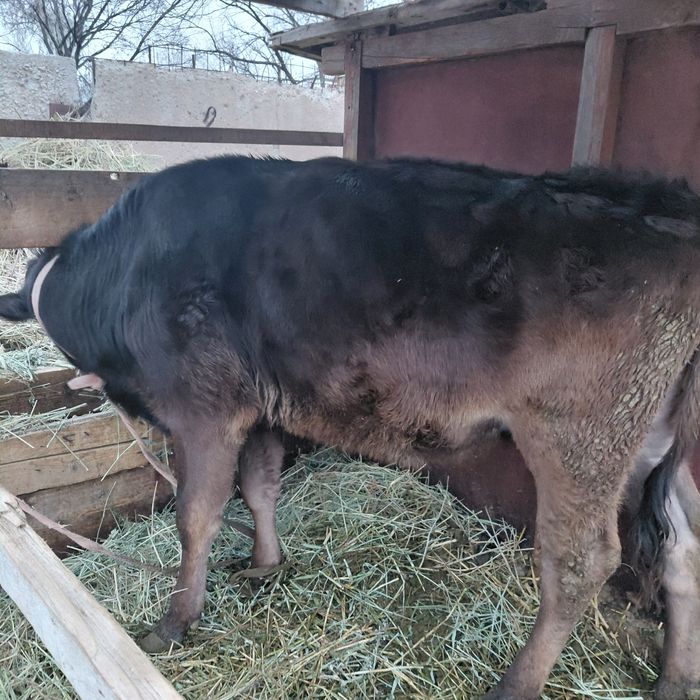 Не стельная тёлка