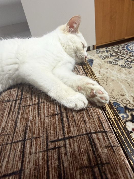 Кошка 4 месяц мальчик