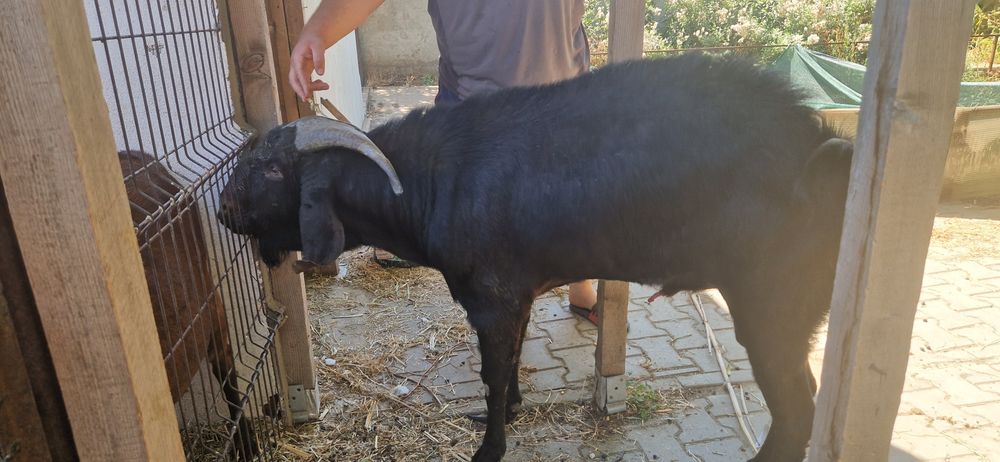 De vanzare TAP rasa  Anglo-nubiană