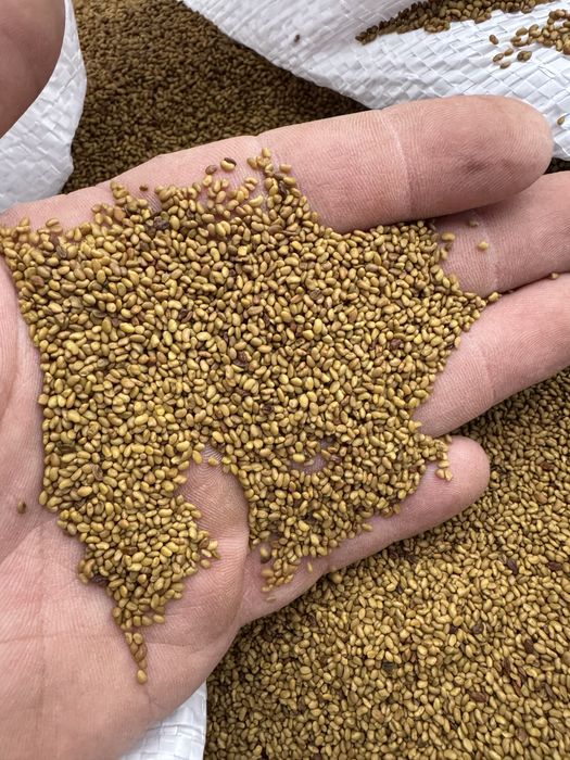 Samanta de lucerna selectata si descuscutata