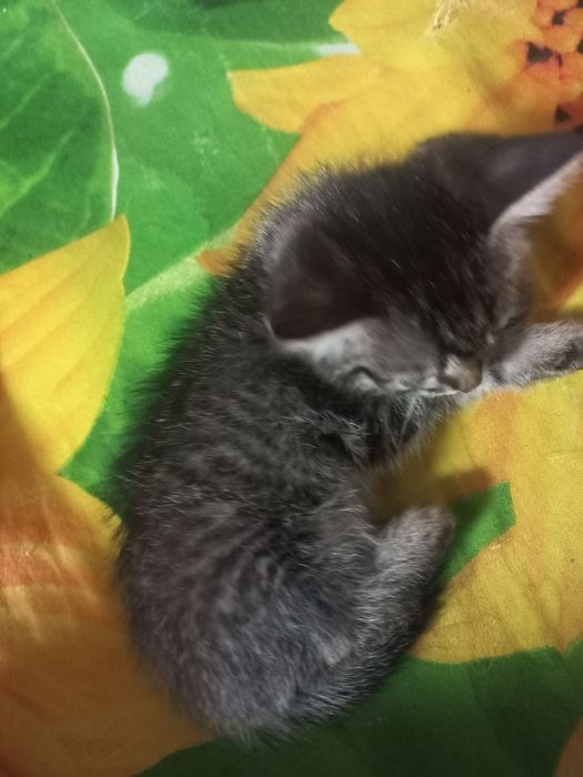 Одам котят бесплатно