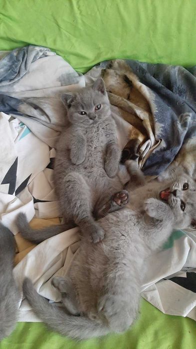 Британска късокосместа котка