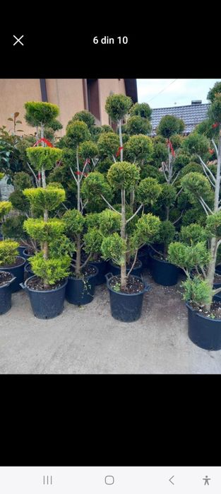 Piatră naturală de munte și plante ornamentale