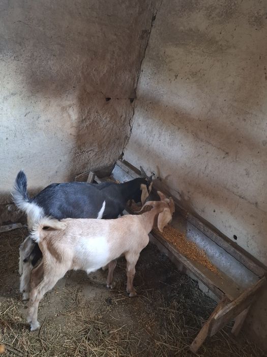 Tapi de vânzare prăsilă