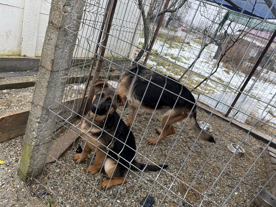 Vand pui Ciobanesc German