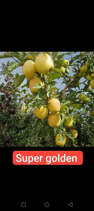 Мевали кучатлар карлик ва полкарлик