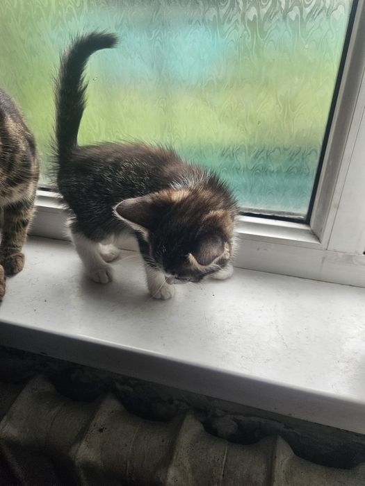 Отдам бесплатно котят