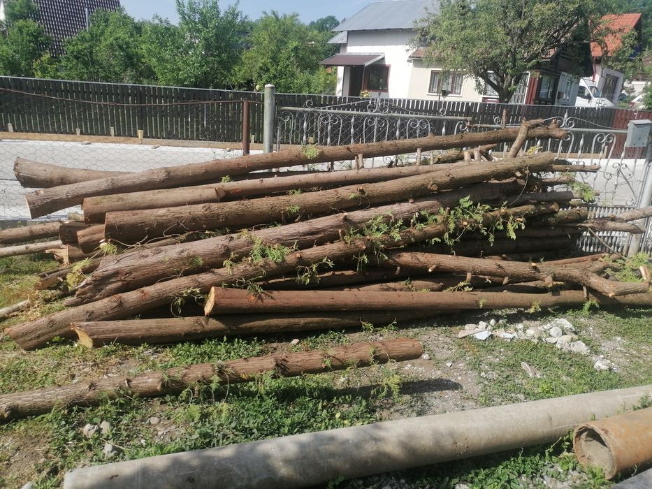 Bile de tuia pentru constuctii