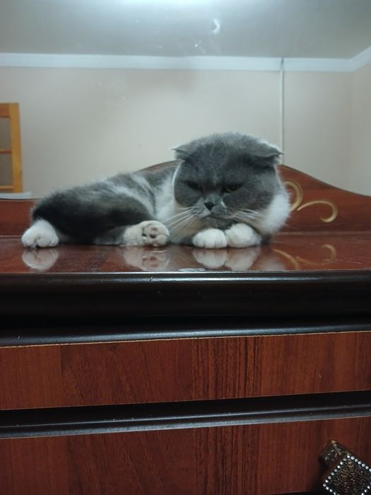 Scottish Fold sotiladi