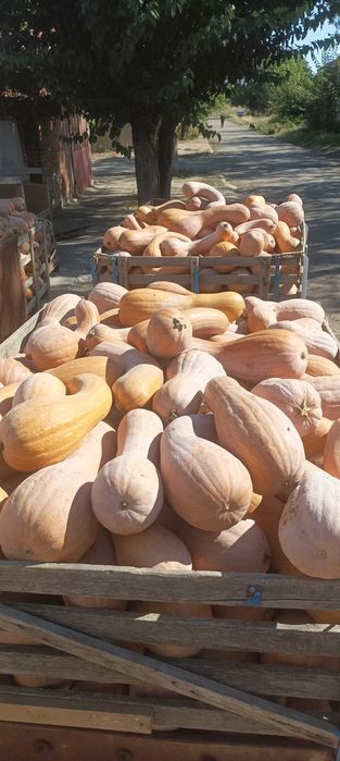 Тикви цигулки продавам