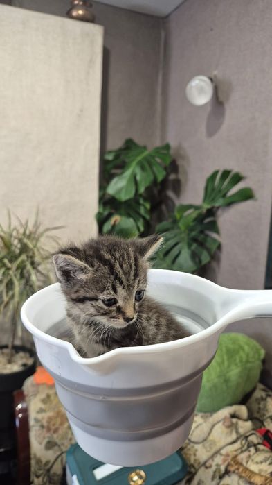 Отдам бесплатно котят